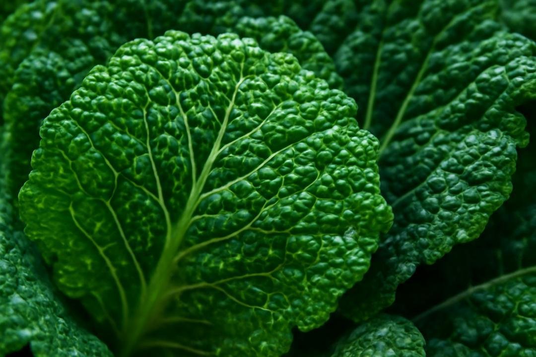 Como usar o repolho rei na culinária Como usar o repolho rei na culinária